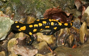 Feuersalamander-salamandra-salamandra_H_Krisp